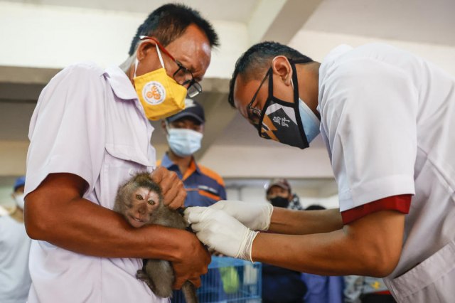 Ispitivali buster doze vakcina protiv kovida na majmunima - odgovor očekivan